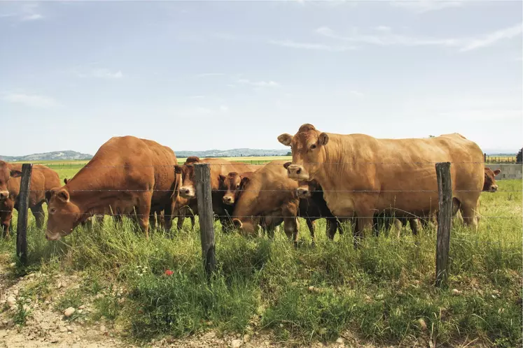 vache dans un pré