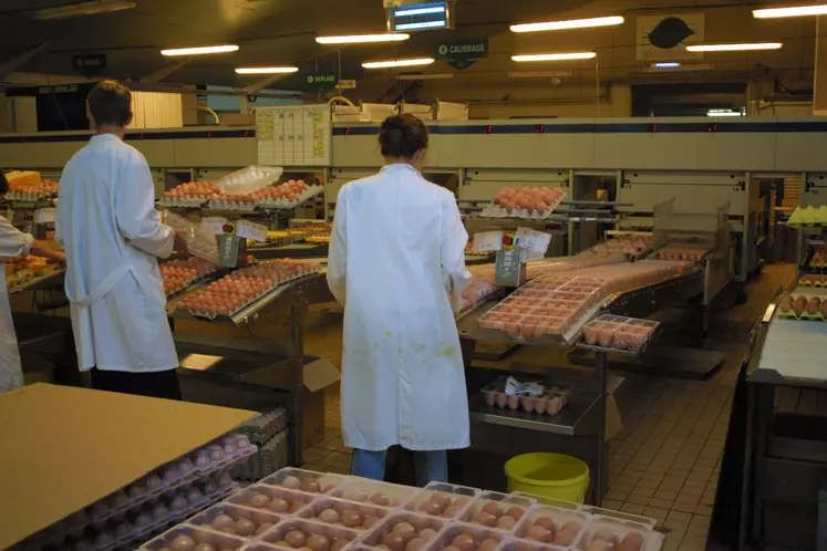 poules pondeuses en cage 