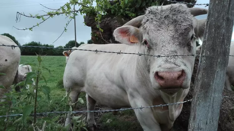 broutard charolais