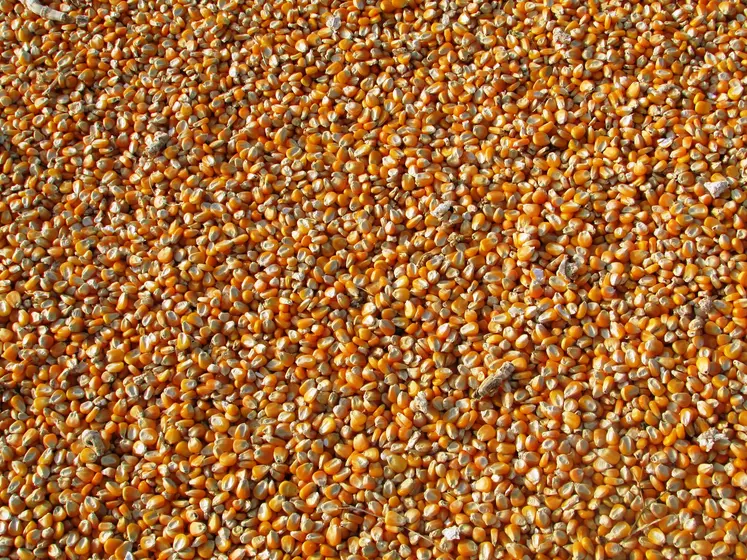 Grain de maïs