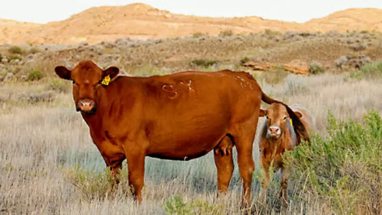 bovins américains sont situés dans une zone de sécheresse