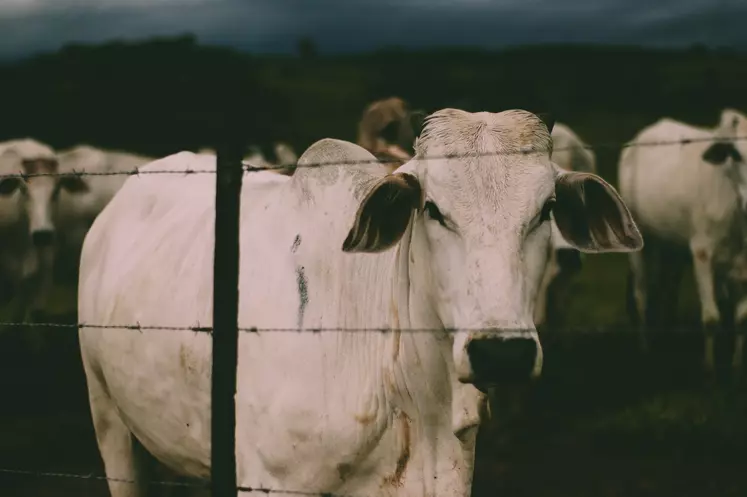 Les exportations brésiliennes de viande bovine devraient progresser de 12 % en 2022