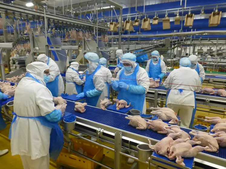 chaîne industrielle, poulet, salariés