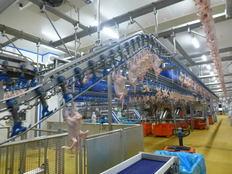 chaîne industrielle, abattoir de poulet