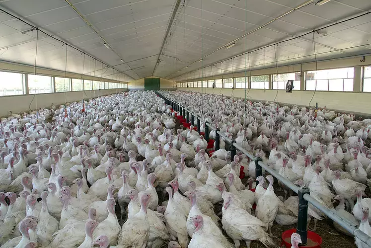grippe aviaire Vendée mise à l'abri des volailles