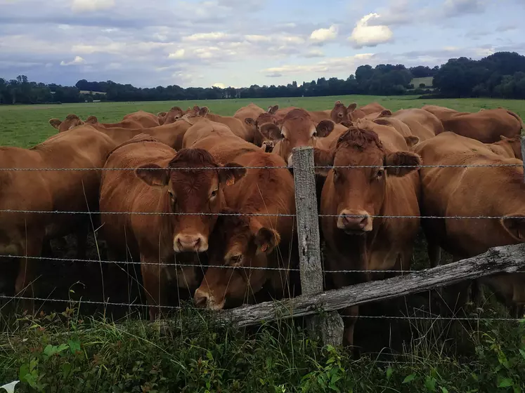 Vaches limousines dans un pré