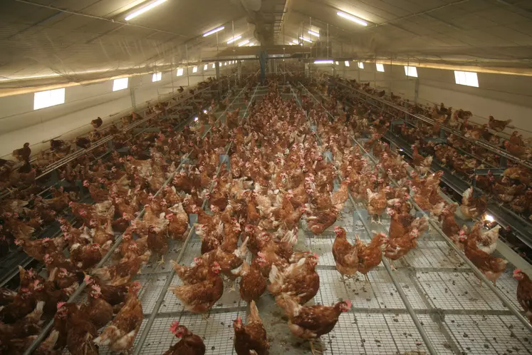 La ventilation est le premier poste de consommation d'électricité d'un élevage de poules pondeuses