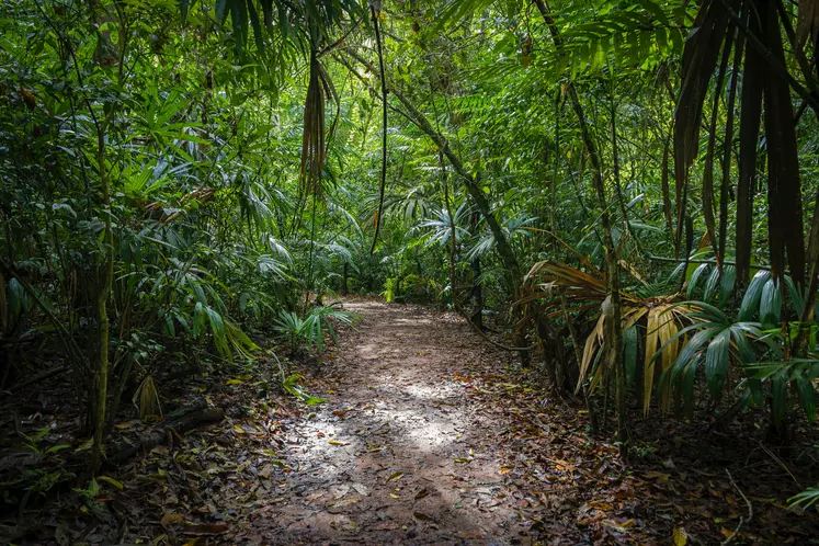 420 millions d'hectares de forêts, soit une superficie supérieure à celle de l'Union européenne, ont été perdus en raison de la déforestation entre 1990 et 2020