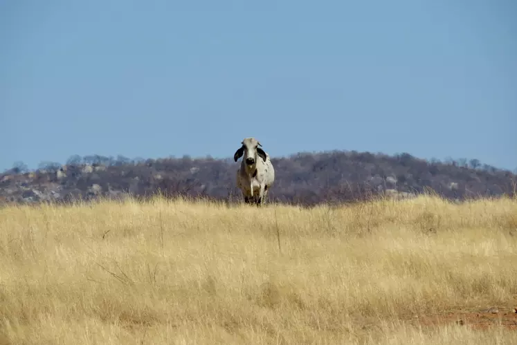 Les exportations brésiliennes de viande bovine pourraient progresser de 3,9 % en 2023