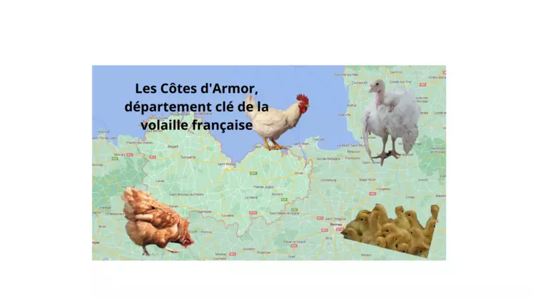 Les Côtes d'Armor sont frappées par un second cas de grippe aviaire