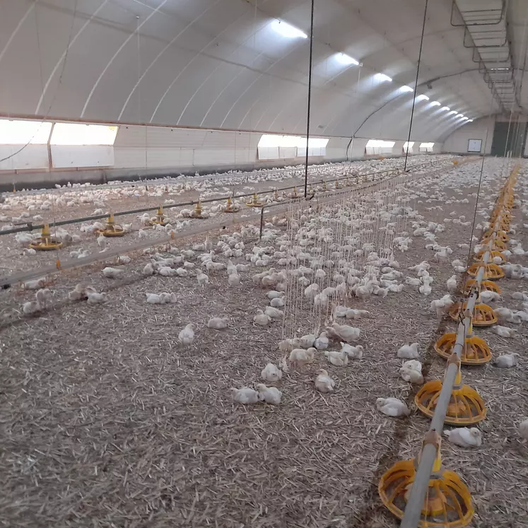 Poulets de 2 semaines danss un élevage ECC Duc 