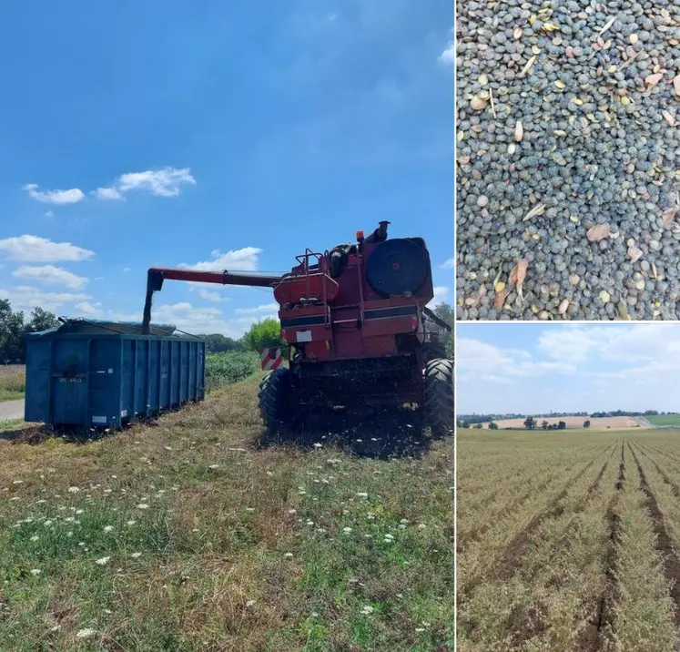 Récolte de légumes secs à Euralis.