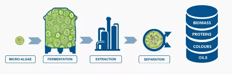 Infographie : Le process de Fermentalg