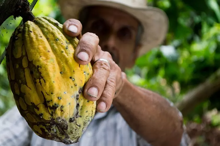 Qu'est-ce que le cacao maigre?