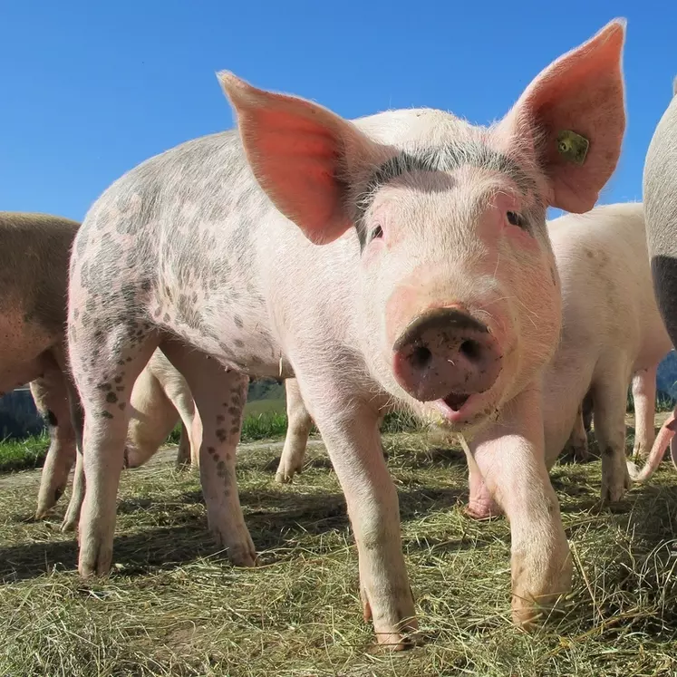 Maladie D’Aujeszky : Un élevage De Porcs Contaminé En Haute-Garonne ...