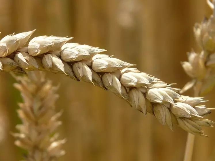 Le blé tendre