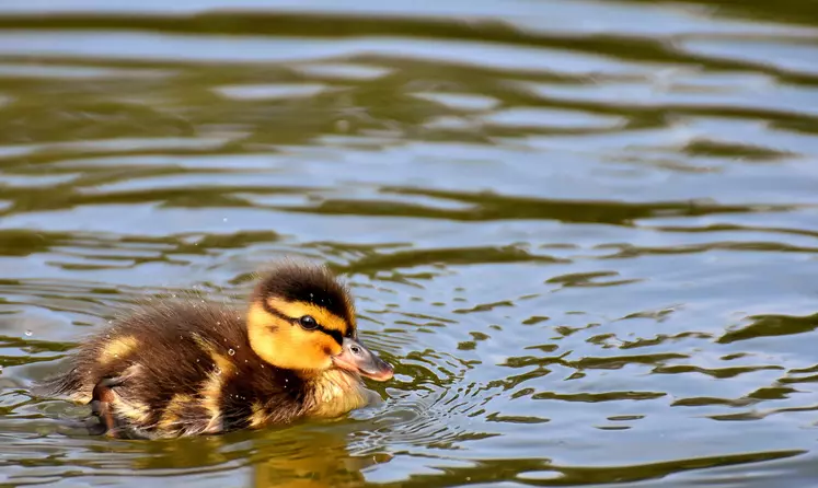 canard