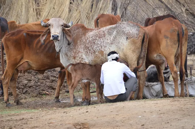 46 % du lait produit en Inde n'est pas collecté