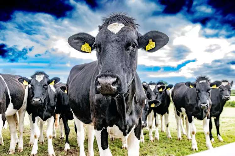 Objectifs climatiques : l'Irlande va-t-elle abattre 200 000 vaches ?