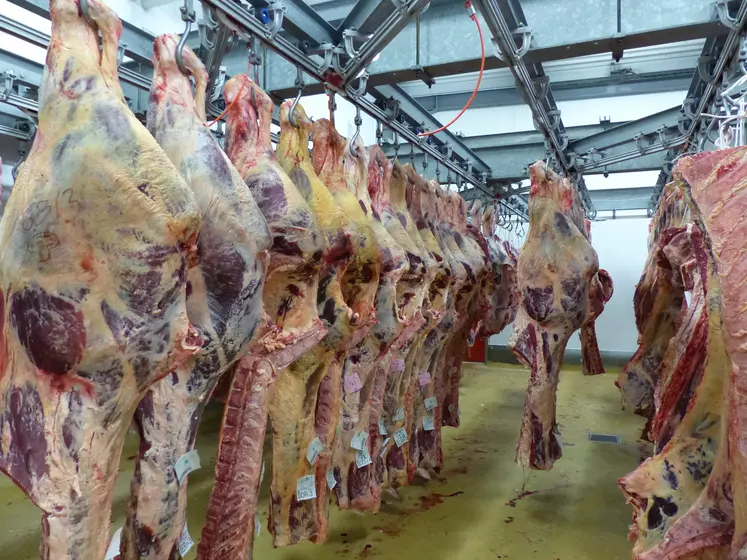 carcasse gros bovins abattoir