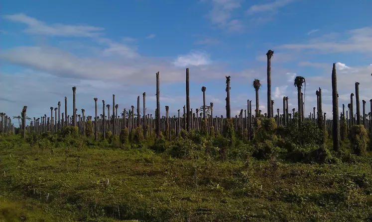 Des alternatives à la plantation d'huile de palmiers à huile pourraient limiter la déforestation