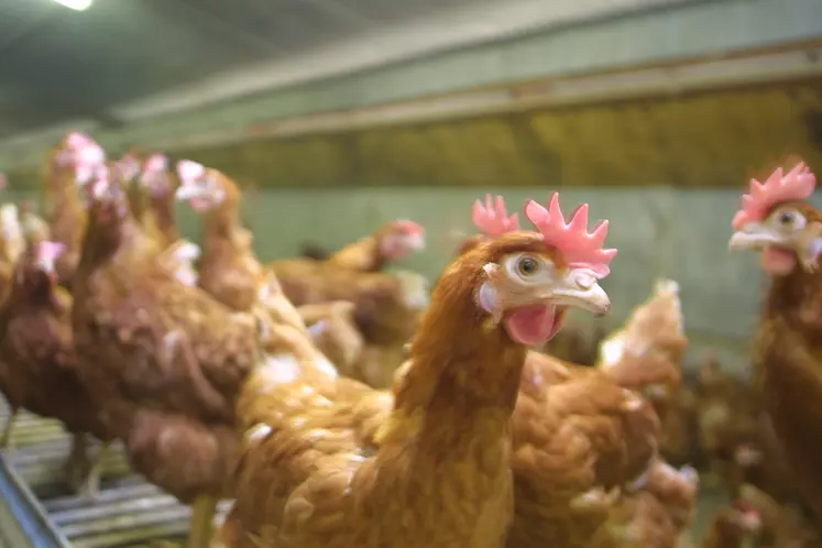 poules pondeuses