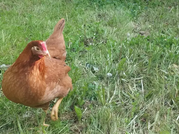 poule pondeuse dans de l'herbe