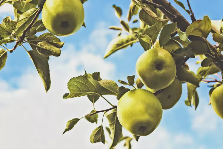 Baisse attendue des productions françaises de pommes et poires