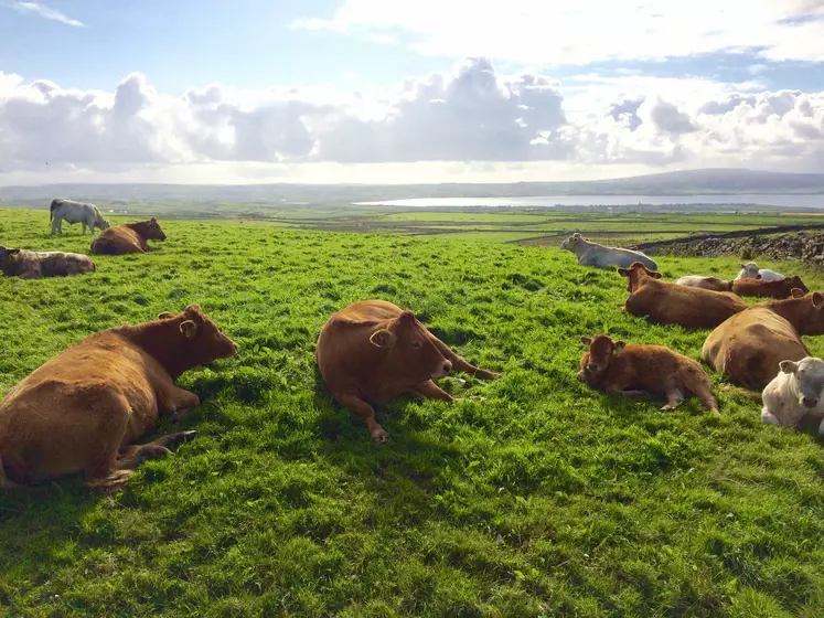 vaches en irlande dans un pré