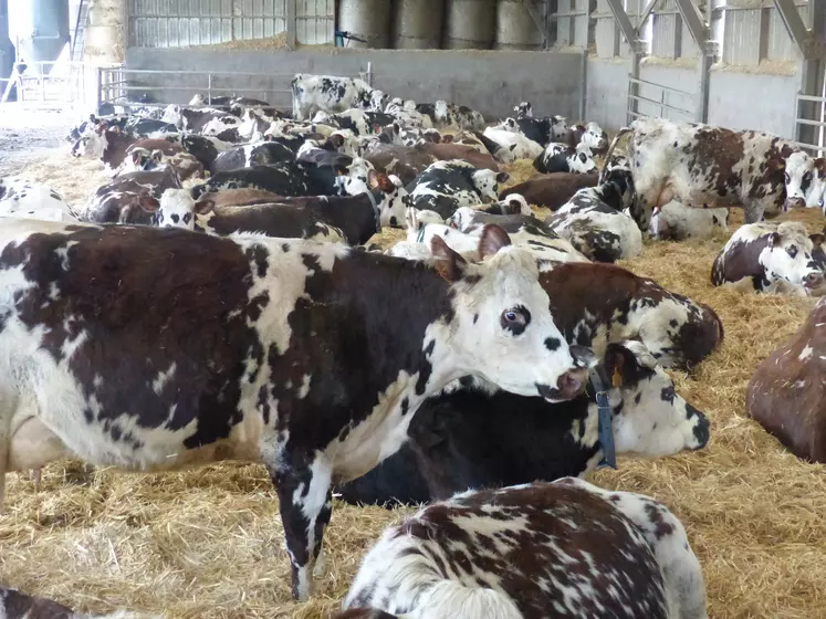 En 6 ans, la France a perdu 837 000 vaches, rapporte l’Idele.