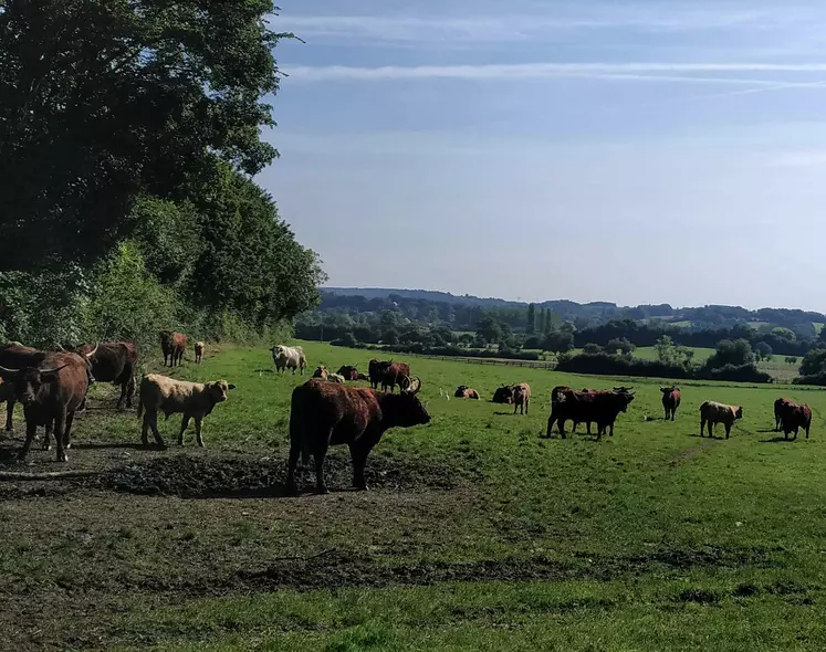 vaches dans un pré