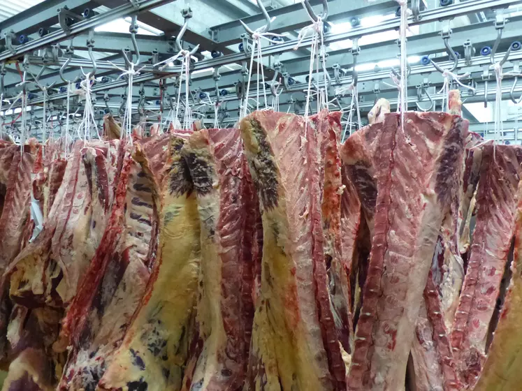 carcasse vache abattoir