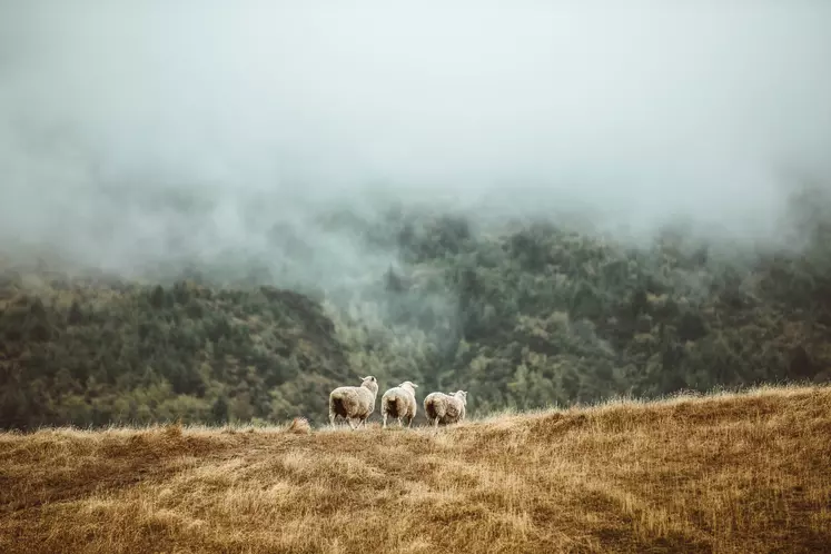 moutons en nouvelle-zélande