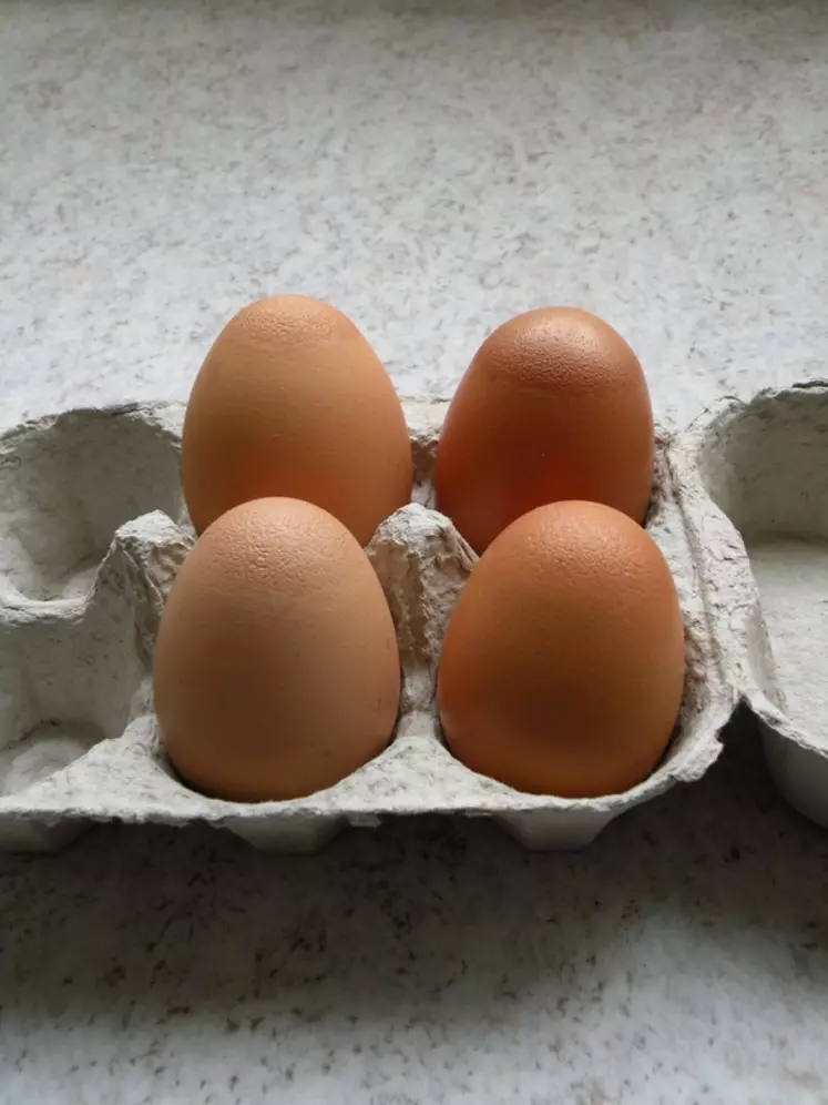 Aviculture, œufs avec la coquille plus transparente et plus granuleuse touchés par le syndrome lié à Mycosplasma sinoviae.