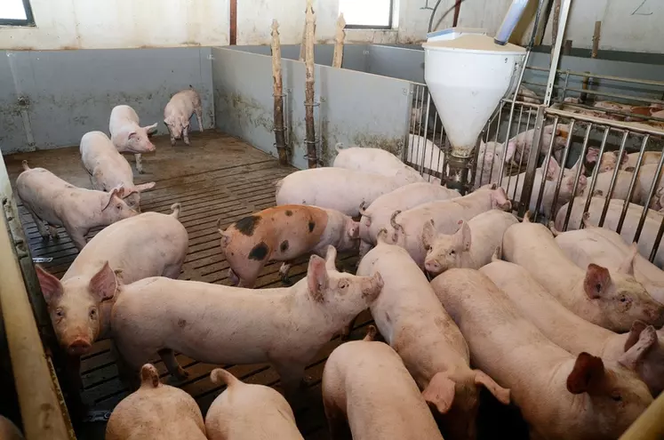 Elevage porcin au Danemark. production porcine danoise. porc danois. porcherie. b