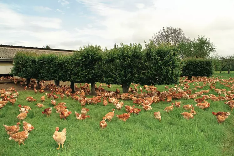 poulet plein air