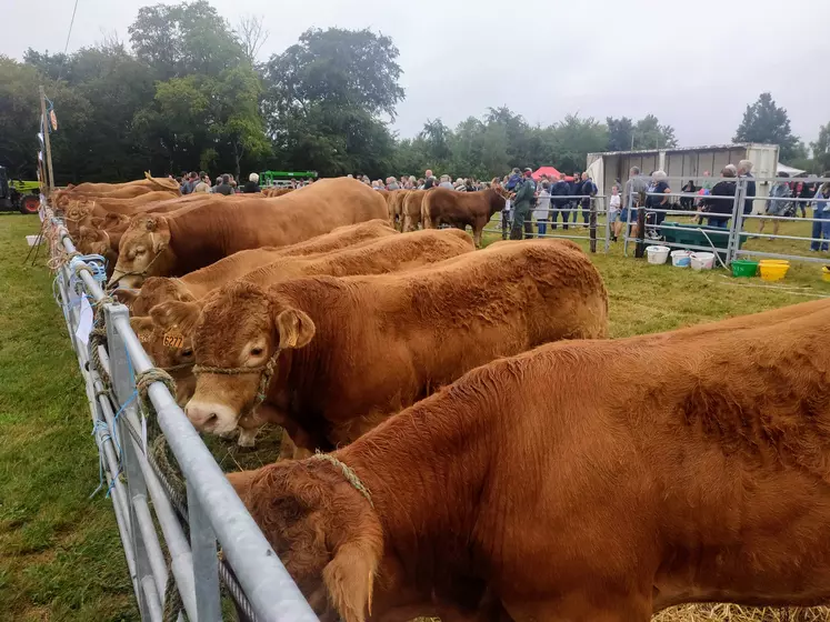 marché en vif gros bovins