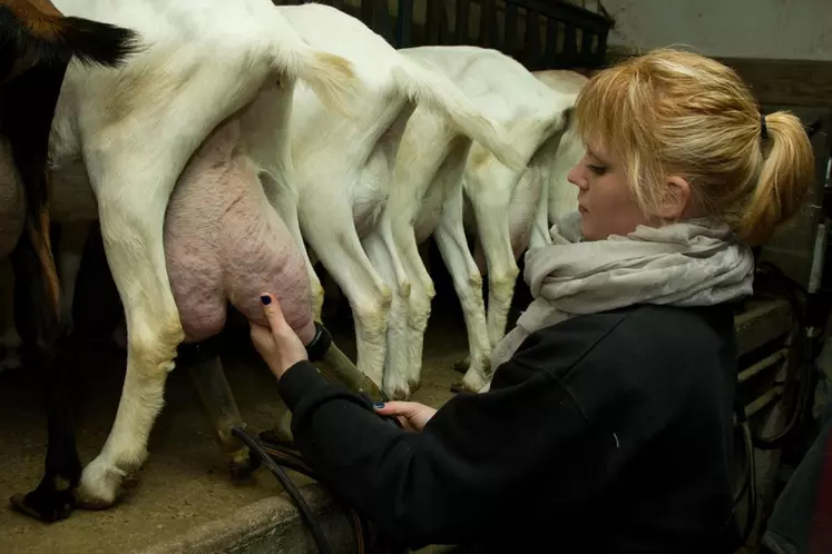 Sophie Laluc, éleveuse de chèvres de race Saanen (blanches) et alpines (marron). Jeune exploitante de 22 ans associée avec ses parents. élevage caprin et transformation ...