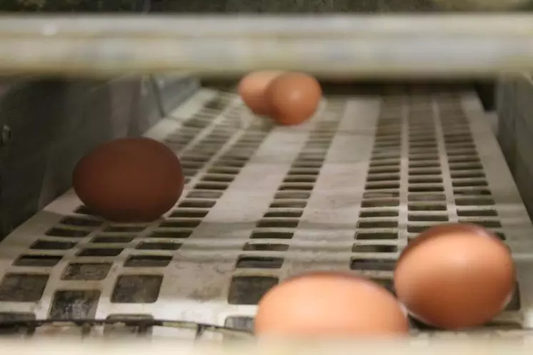 Les prix des œufs continuent de monter en Europe
