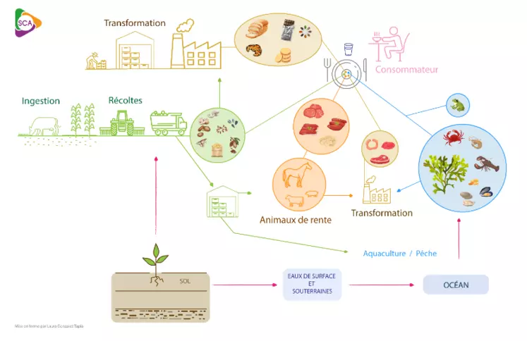 Schéma conceptuel illustrant les aliments les plus contaminés en cadmium (sources : EAT2, EFSA 2012)