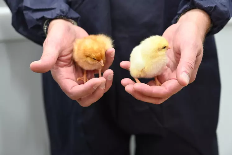 une personne tient un poussin dans chaque main