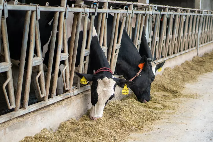Un élevage laitier en Chine