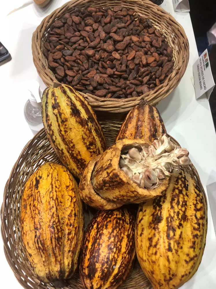 Cacao 