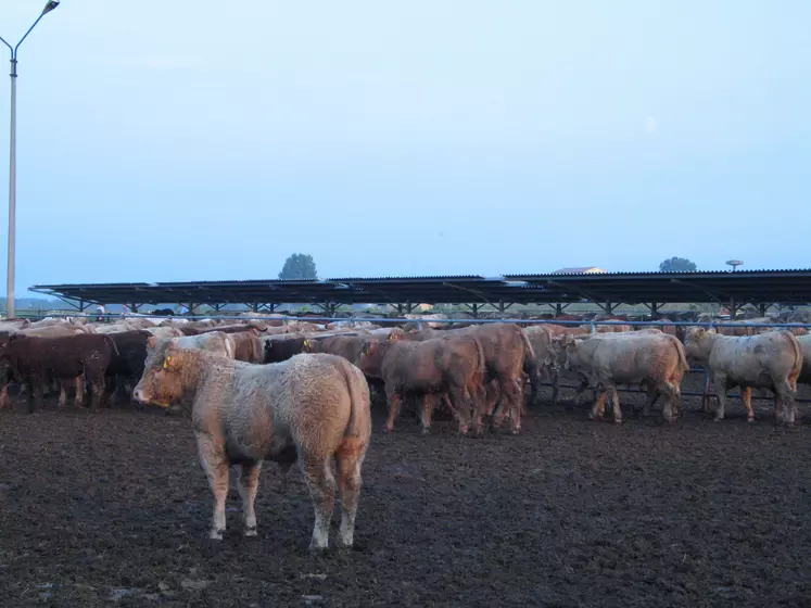 broutards sur le marché en vif