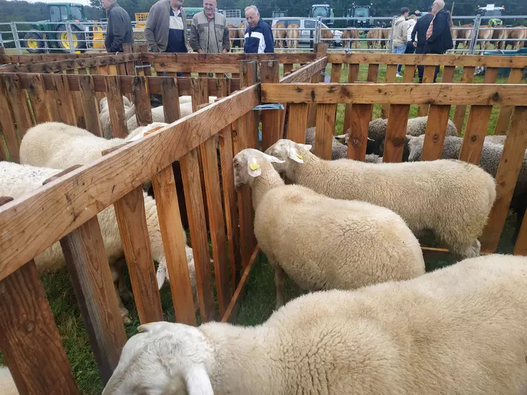 moutons sur le champ de foire