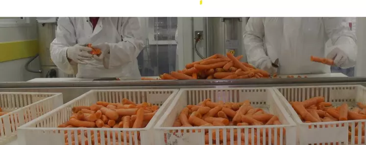 Préparation de carottes par Sodexo