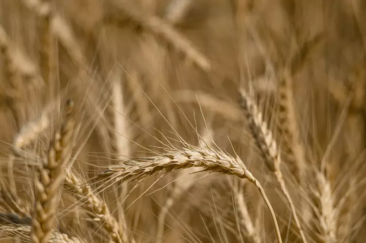 champ de blé