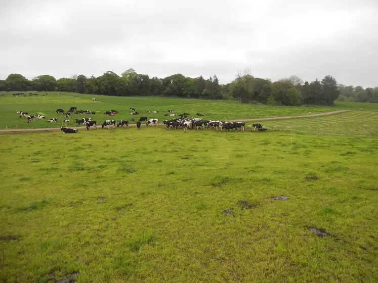 troupeau vache laitière en irlande