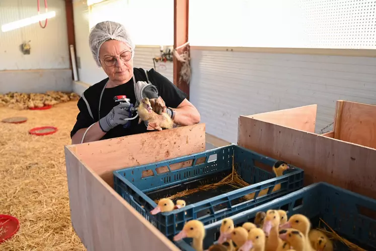 vaccination en élevage de canards