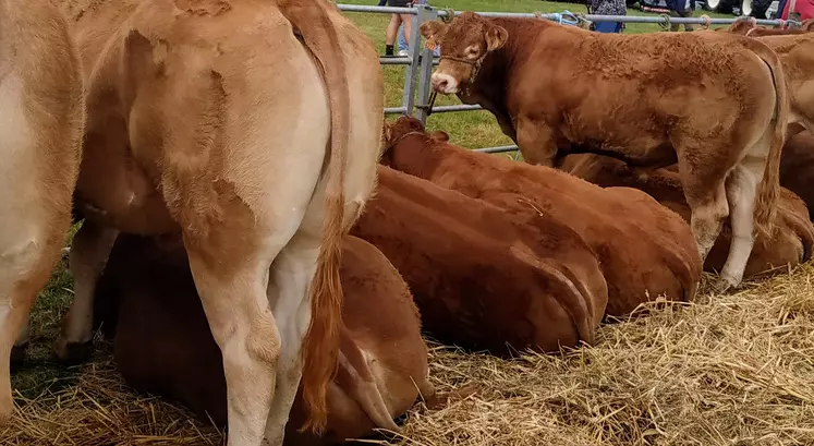 boeufs limousins en concours